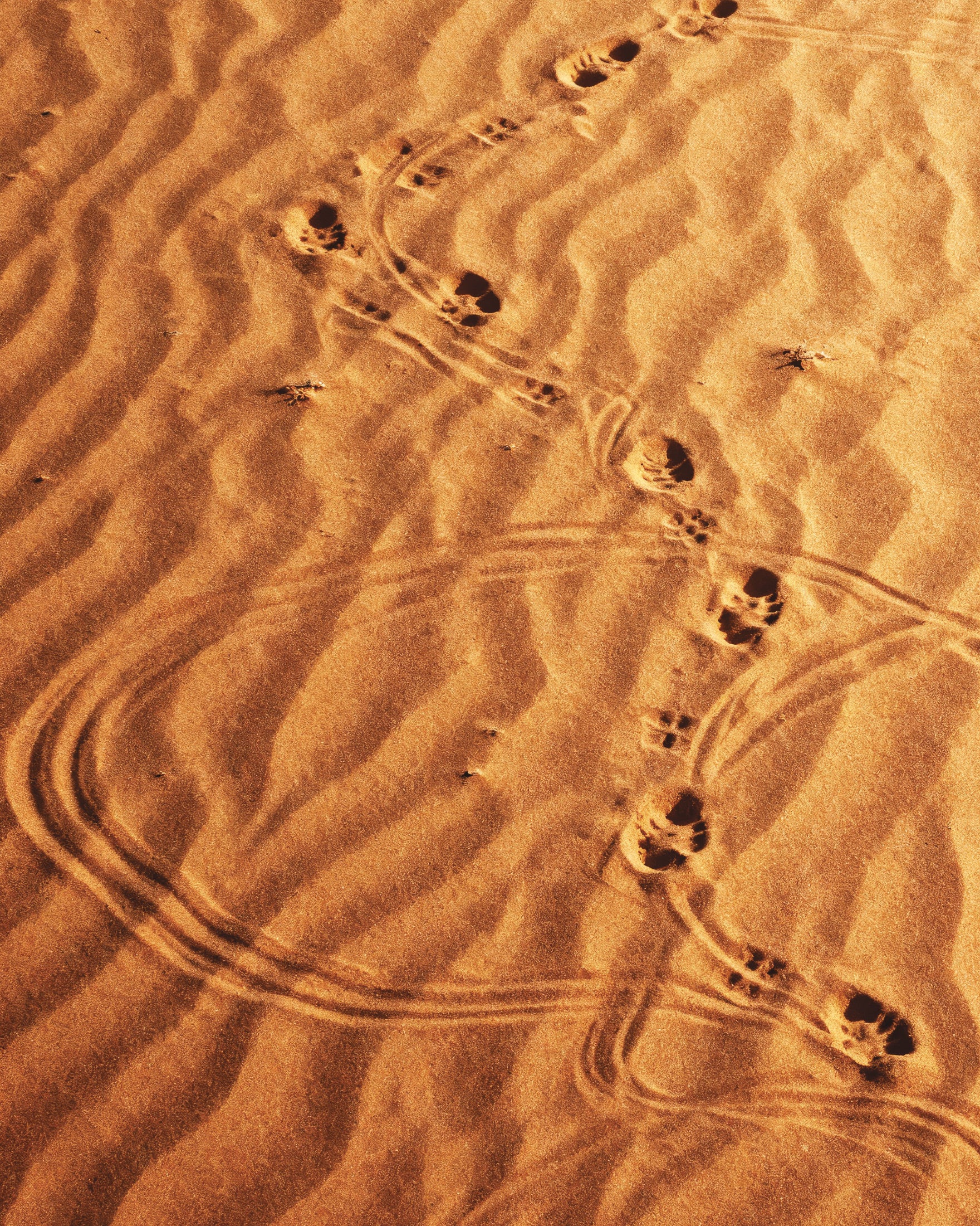 Dune Sandwalk, plakat z pustynnymi śladami stóp